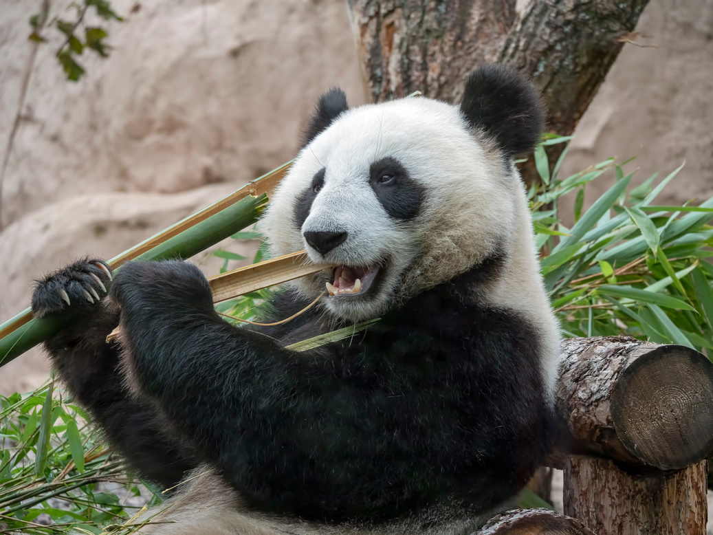 Panda Eating Bamboo