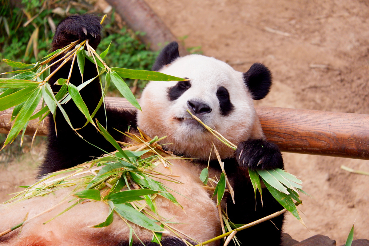 All about Panda