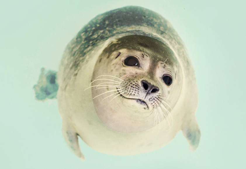 Cute Seal in the Water
